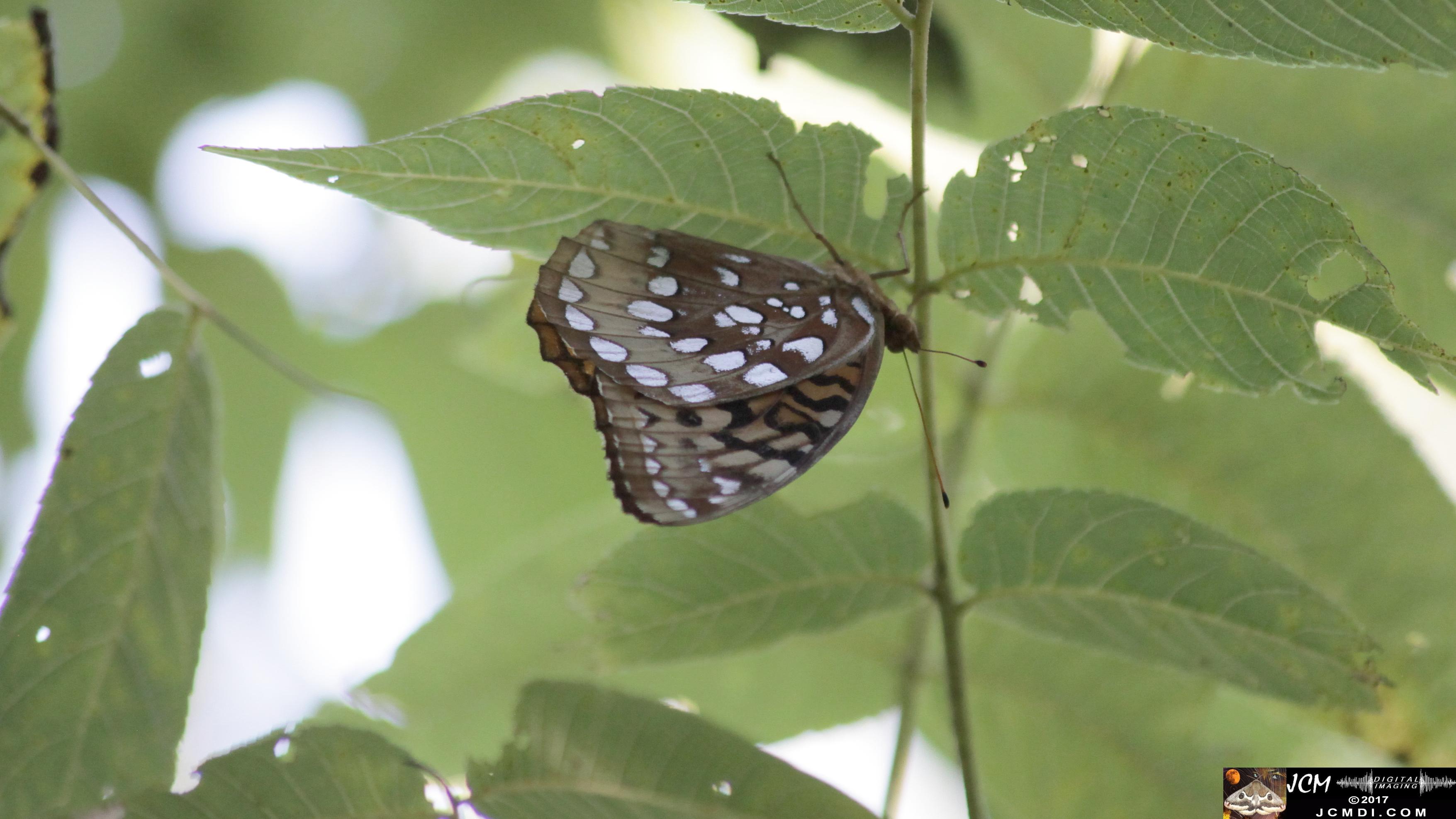 Big Fritillary in tree (folded)